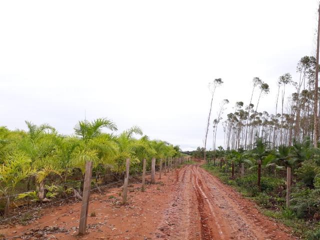 Fazenda Plana em Itapoá, Criação de Gado ou Plantio, Aceita Parte em Permuta - Foto 14
