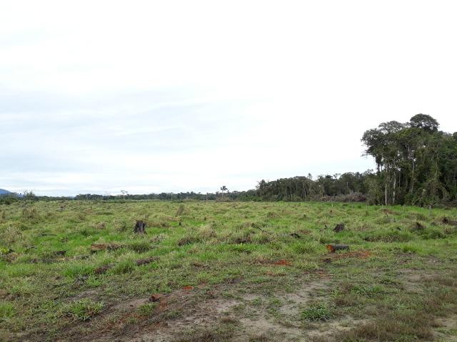 Fazenda Plana em Itapoá, Criação de Gado ou Plantio, Aceita Parte em Permuta - Foto 11