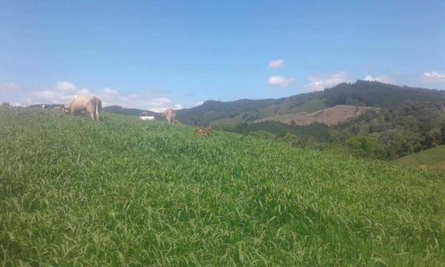 Fazenda Linda, Ideal Até para se Montar um Hotel Fazenda