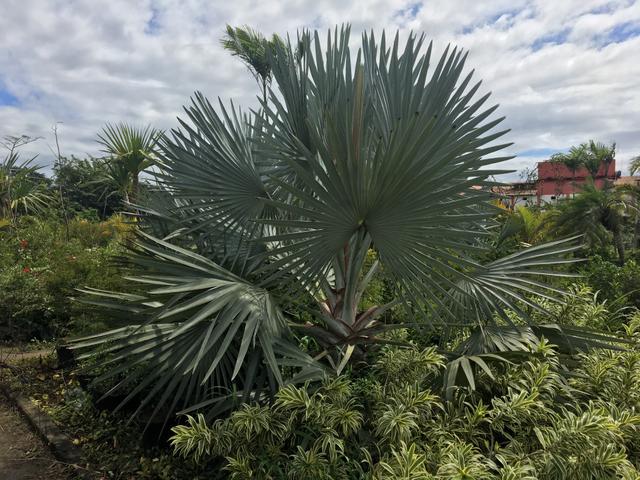 Palmeira Acúrcio