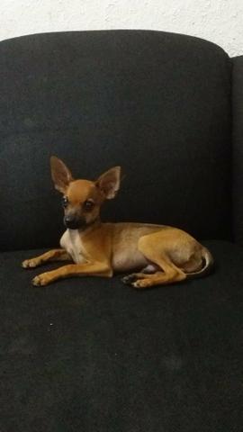 Procuro uma cadelinha Pinscher para cruzar - Foto 2