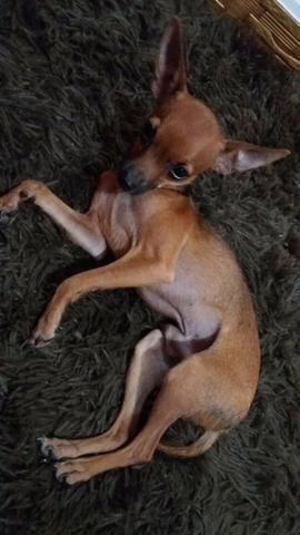 Procuro uma cadelinha Pinscher para cruzar - Foto 3