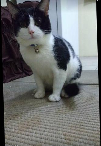 Doa-se gatinho macho - Foto 3