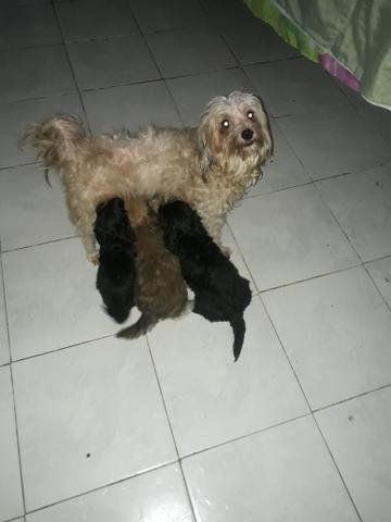 Mini toy