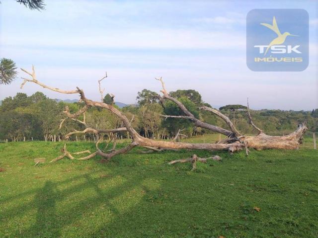 Ch0181 são josé dos pinhais chácara 4 alq. plana 950 m² construído 33 km ctba - Foto 10