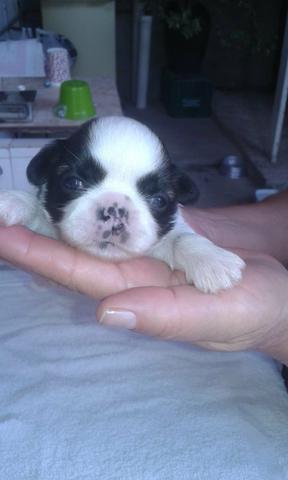 Lindo filhote de Shihtzu