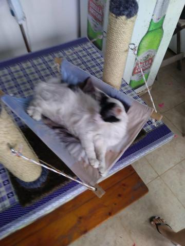 Brinquedo de gato com arranhador
