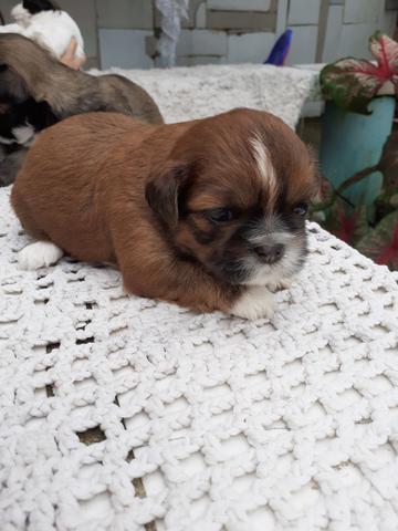Vendo filhotes shitzu - Foto 3