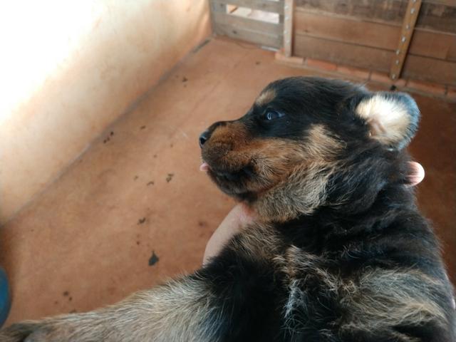 Filhotes de Rottweiler - Foto 3