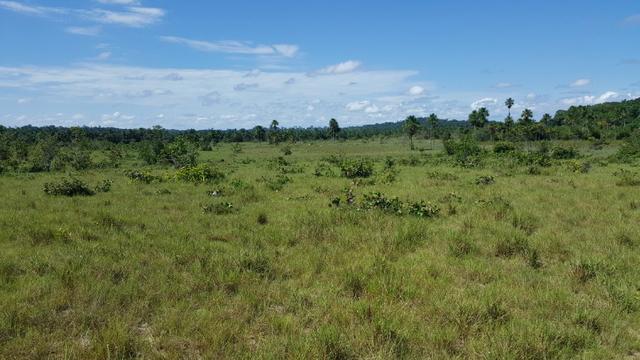 Fazenda de 1500 hectares Alto Alegre No paredão, ler descrição do anuncio - Foto 17