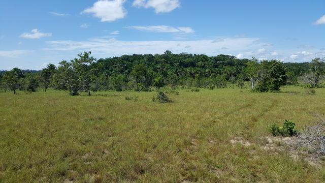 Fazenda de 1500 hectares Alto Alegre No paredão, ler descrição do anuncio - Foto 15