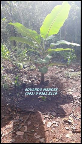 Chácara de 2.000 m2, região do trevo Zé Rosário - Foto 8