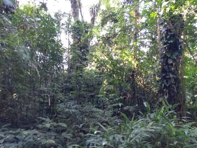 Terreno medindo 17 mil metros com rio e documentação - Foto 5