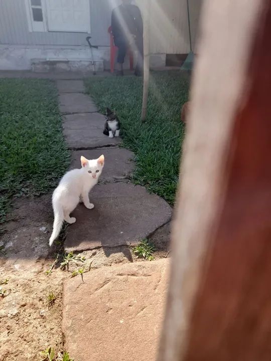 Gatinho branco disponível para adoção