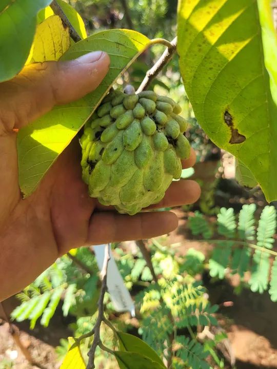 Mudas Frutíferas Enxertadas  - Foto 4