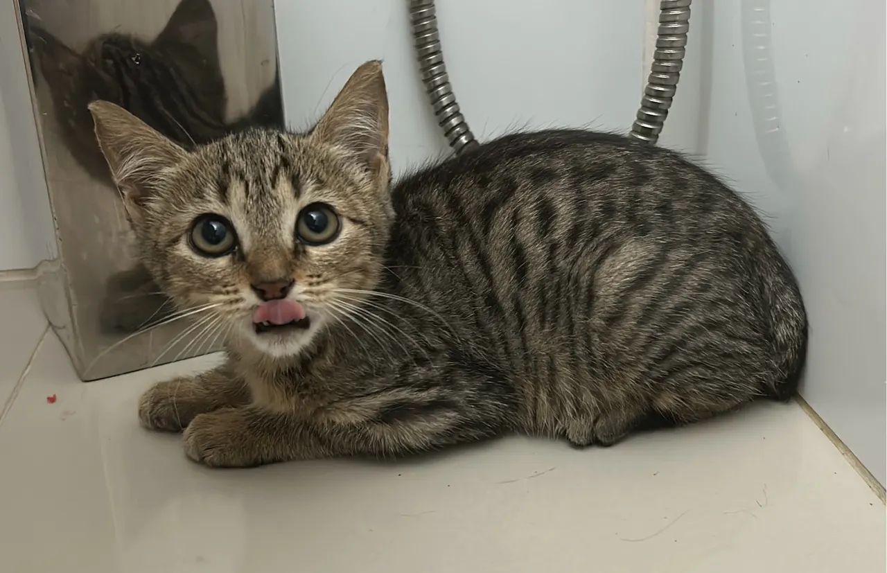 Gatinha Tigrinha para adoção - Foto 2