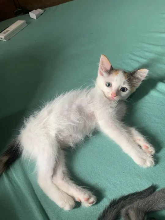 Doação de gato em Cachoeiro  - Foto 2