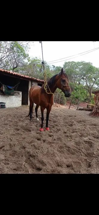 Cavalo machador  - Foto 3