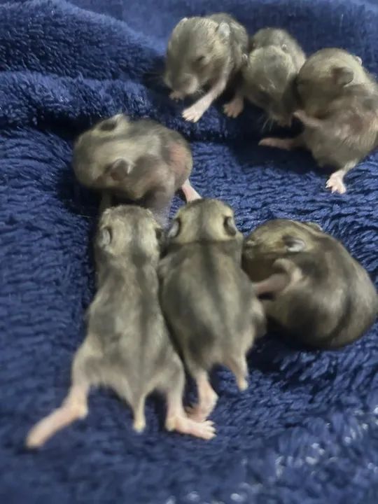Hamster anão russo filhote, vendo ou troco - Foto 3