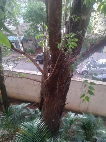 corte e poda de arvores - Foto 3