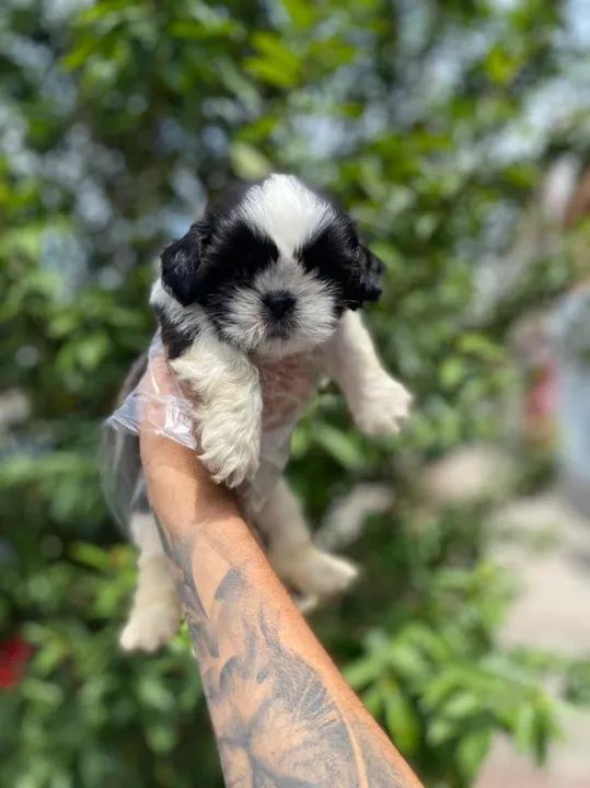 Shih Tzu esse é o Dog mais fofo e a Melhor raça pra você, C/ Pedigree - Foto 3