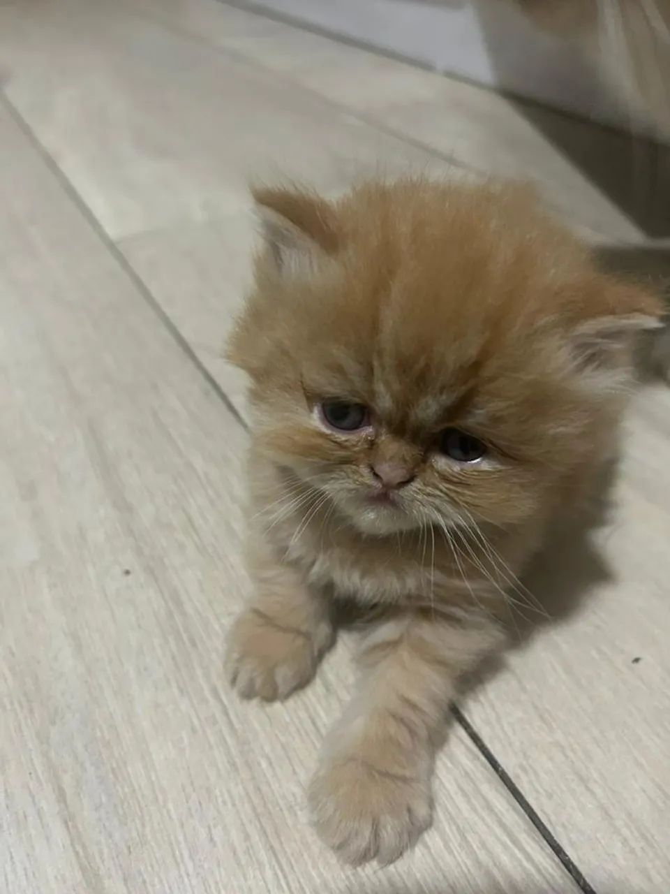 Persa mais lindinho e perfeitos64166870505347124