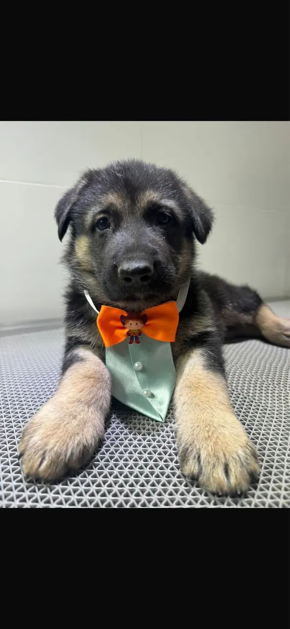 Filhotes de pastor alemão com pedigree - Foto 3