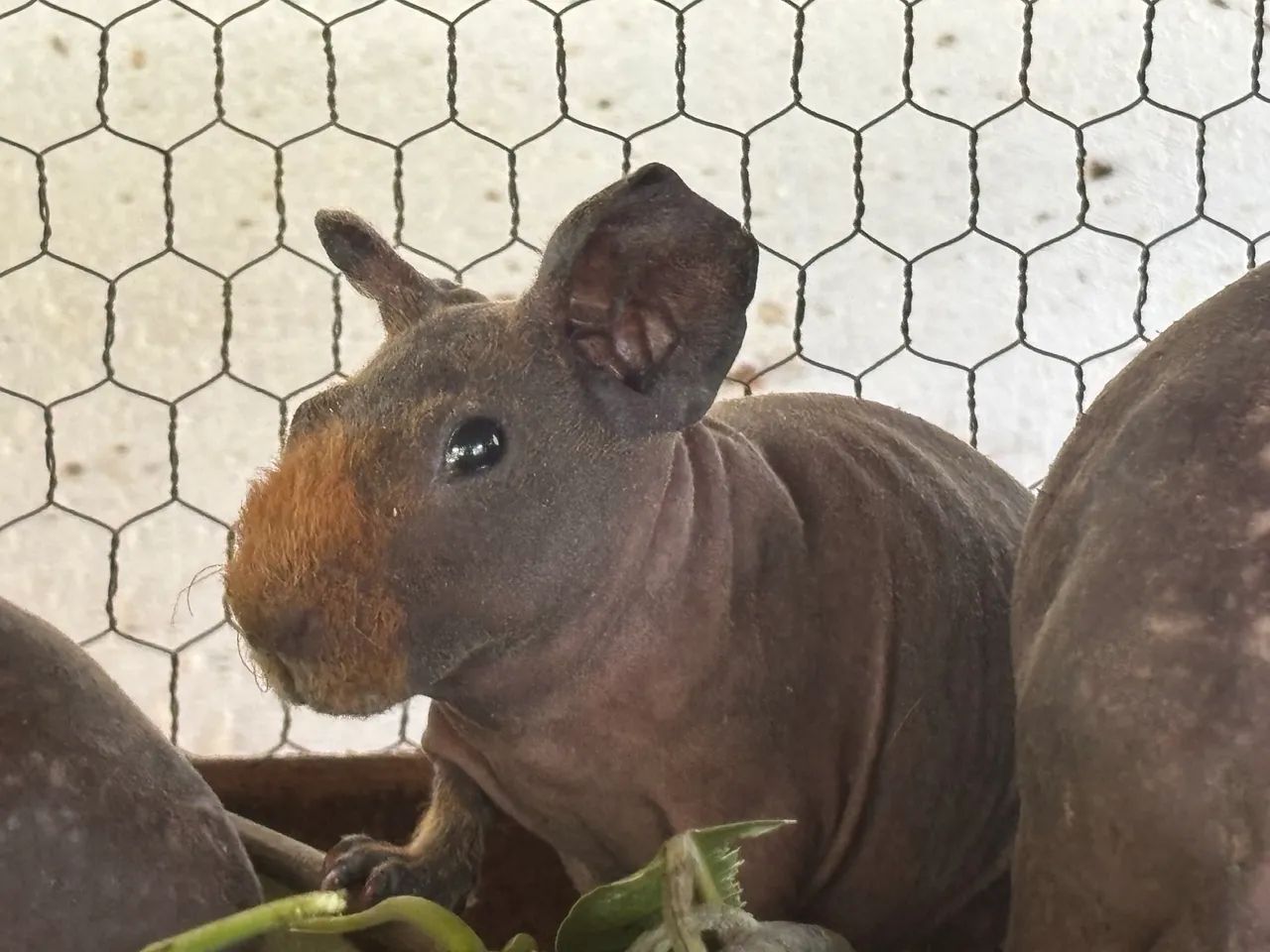 Porquinhos da india - Foto 2