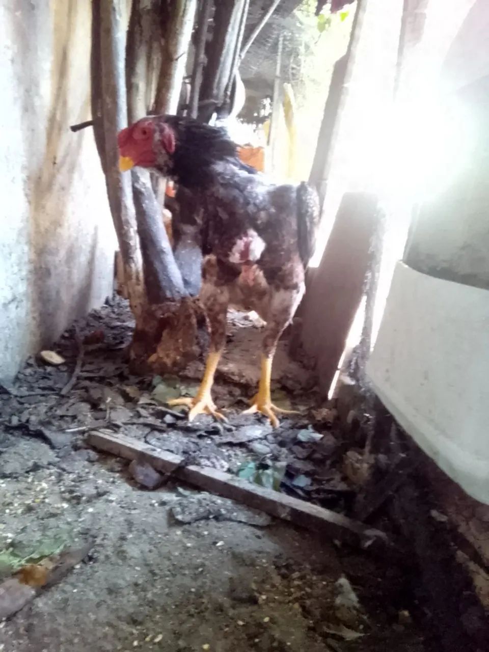 Galo de Raça para Criação - Foto 5