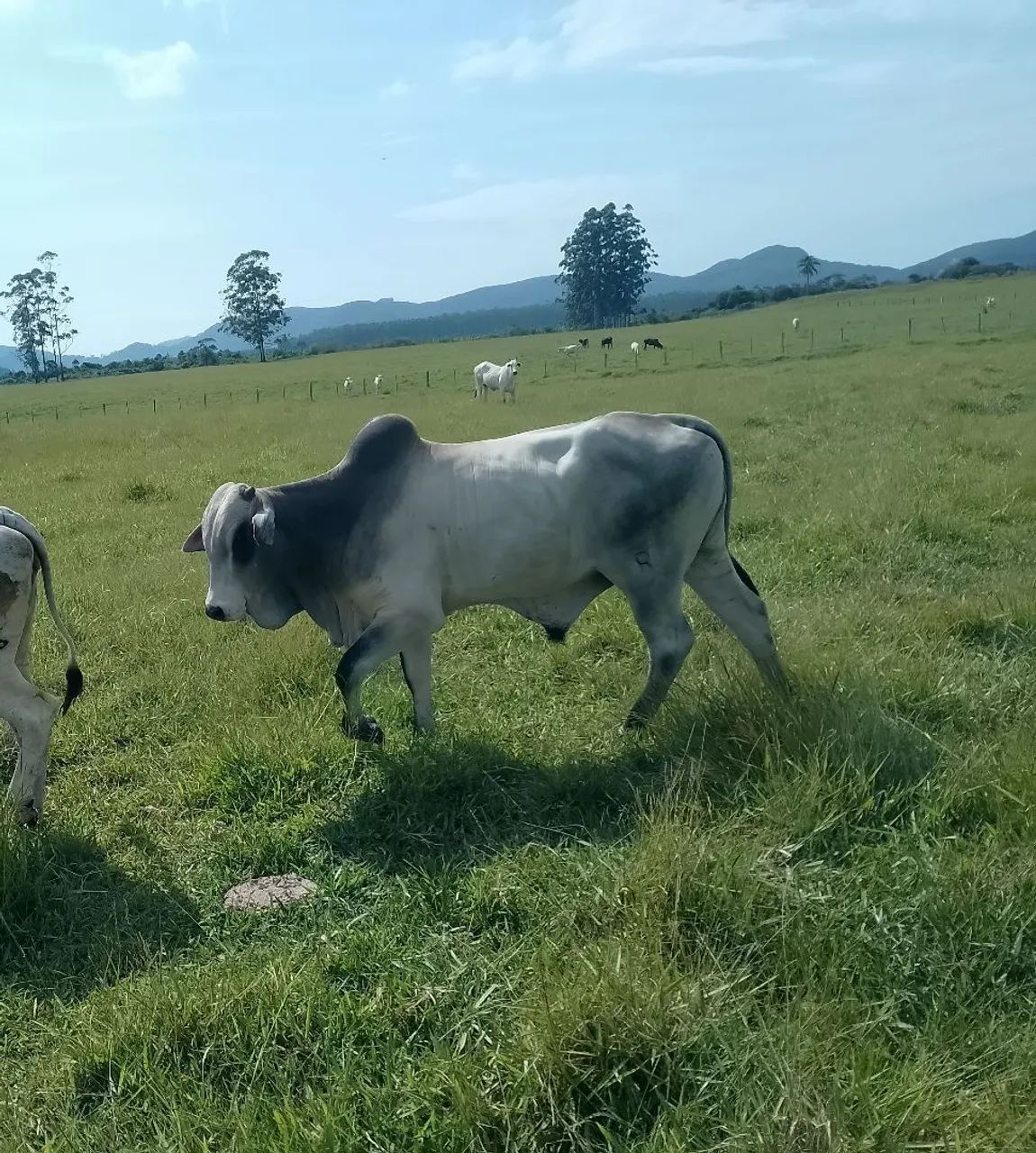 Touros Nelore PO - Foto 6