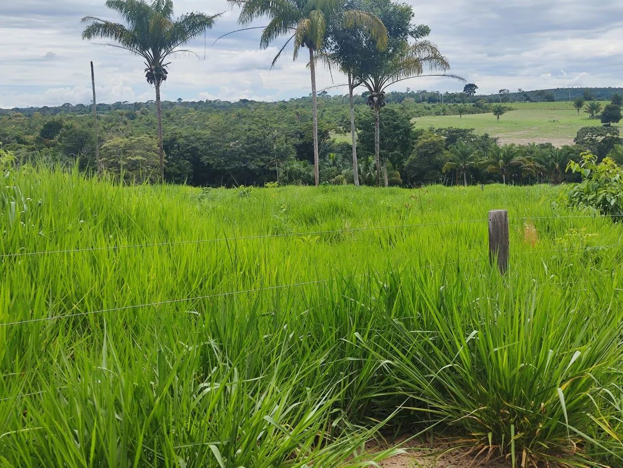 Fazenda 53 alqueires - Foto 4