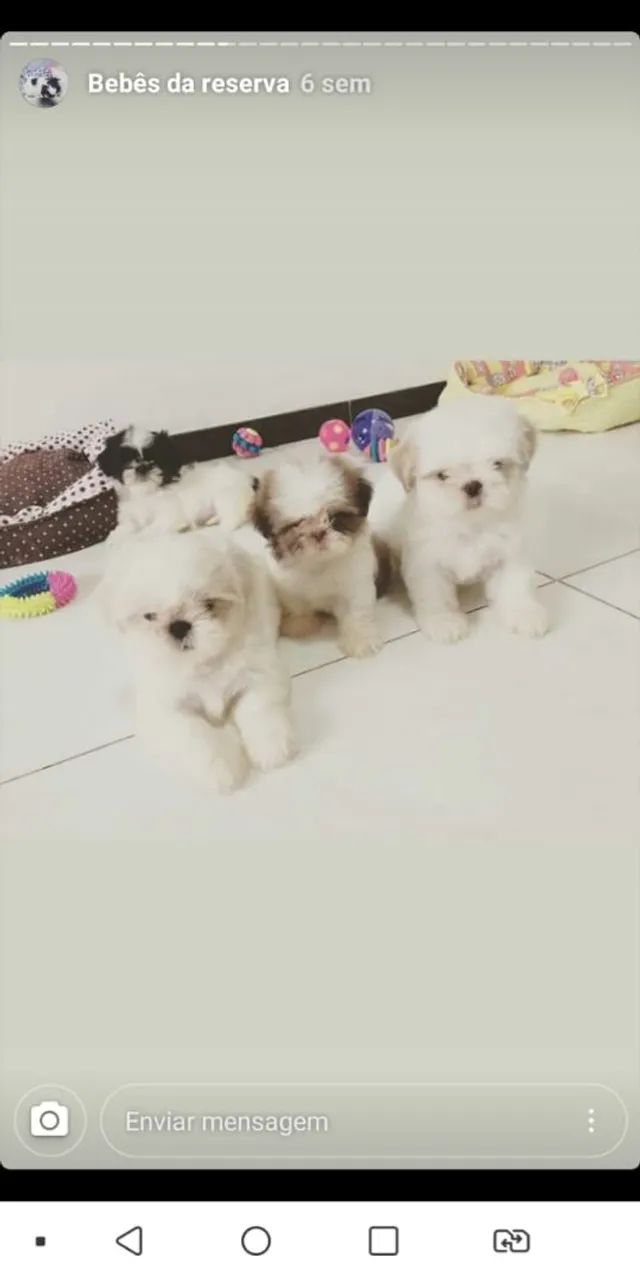 Bebes lindos mini para apartamento Shitzu  - Foto 5
