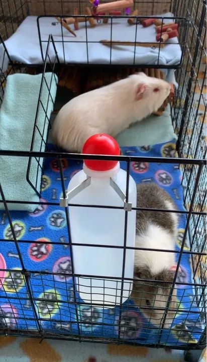 porquinhos da india - Foto 2