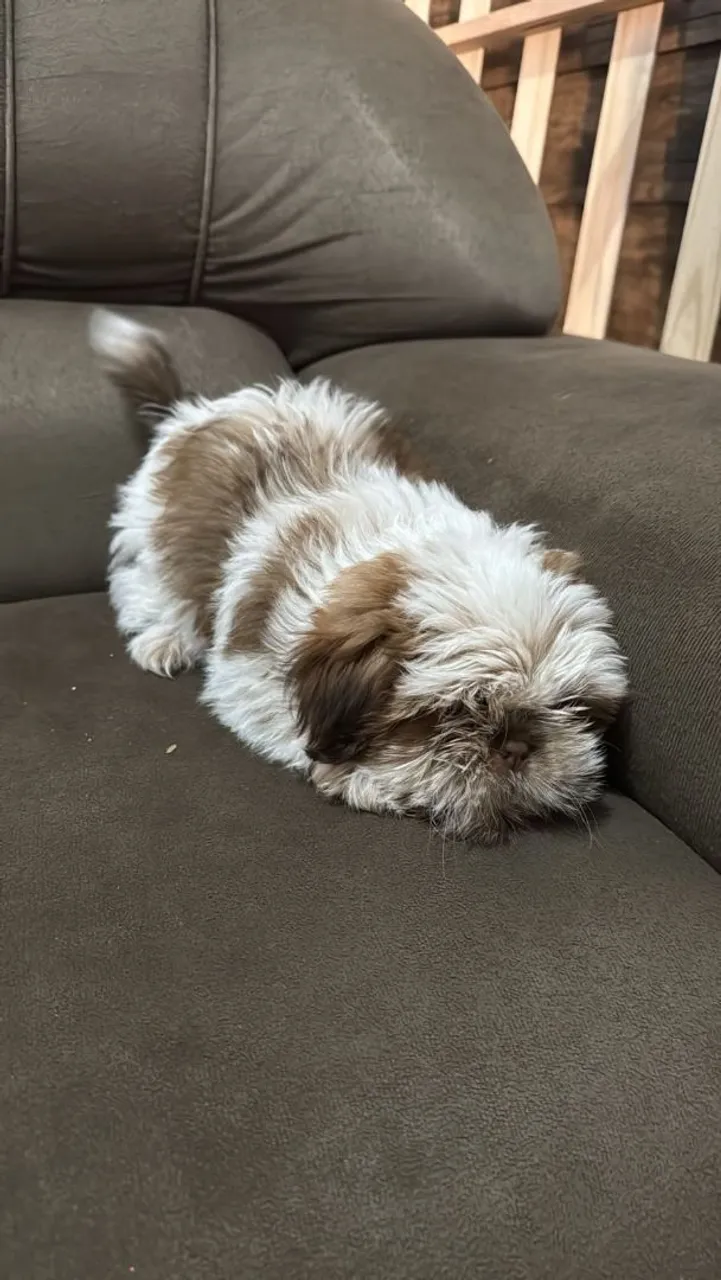 Shih Tzu fêmea