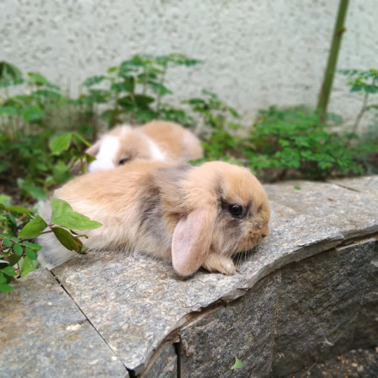 Mini Fuzzy lop - Foto 2