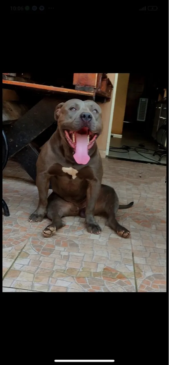 Pitbull Macho - Filhote