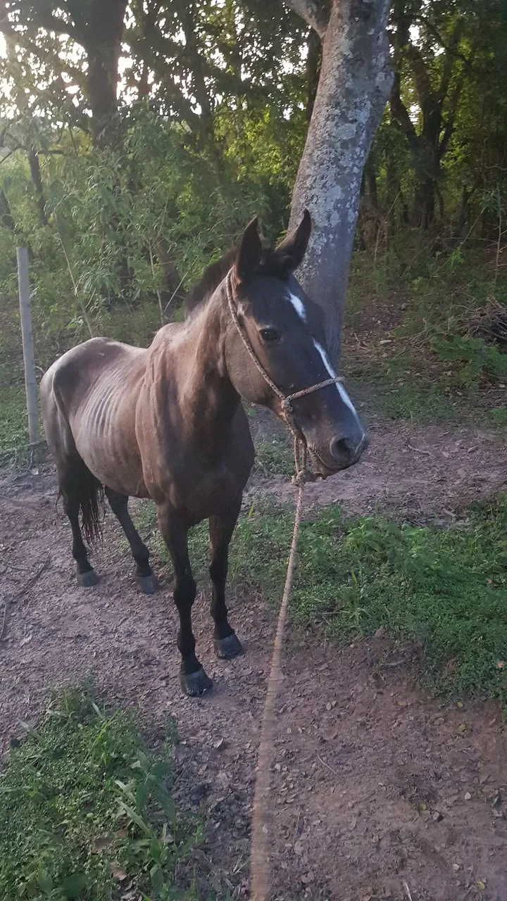 Cavalo Mangalarga Marchador