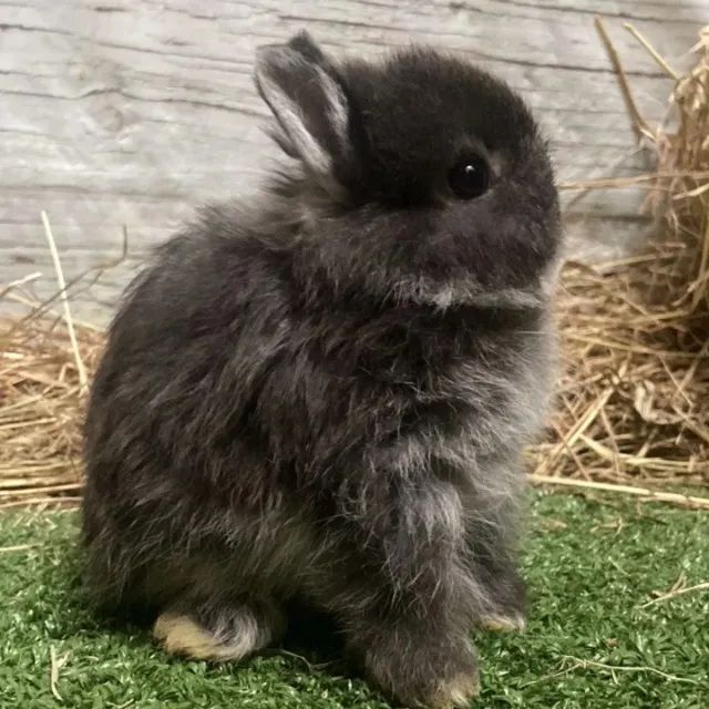 Promoção de Mini Coelhos  - Foto 3