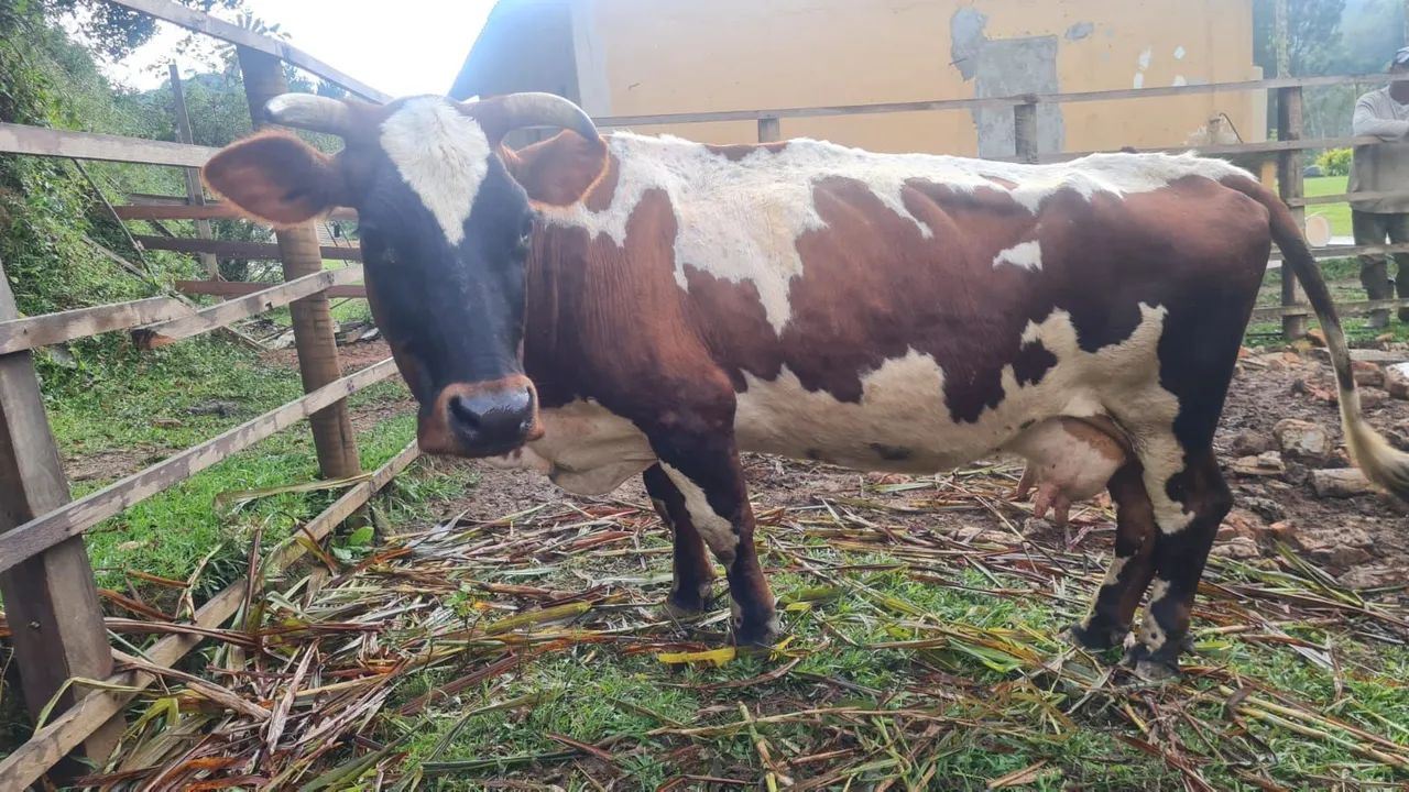 Mini Vaca Leteira com bezerra  - Foto 3