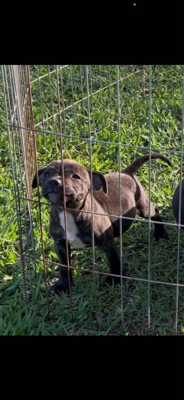 Filhotes de Staffordshire bull Terrier  - Foto 4