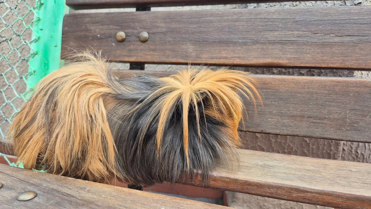 Porquinho da India - Foto 3