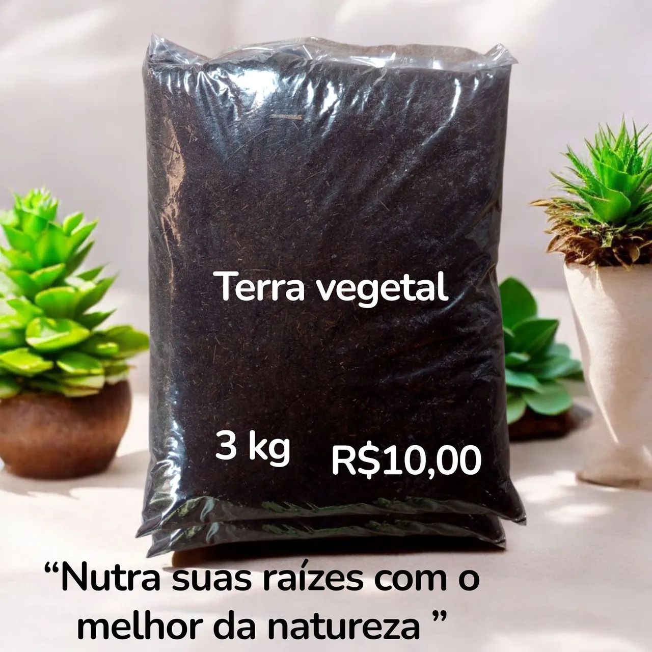 Begônia maculata - Foto 4
