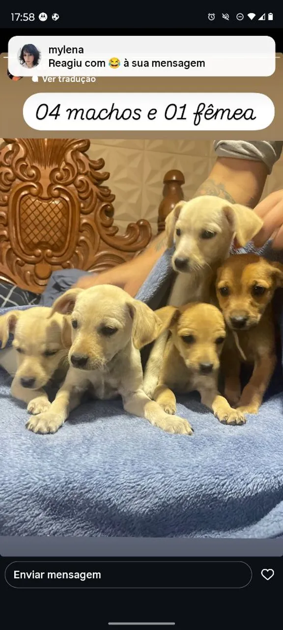 Filhotes disponíveis - 4 machos e 1 fêmea