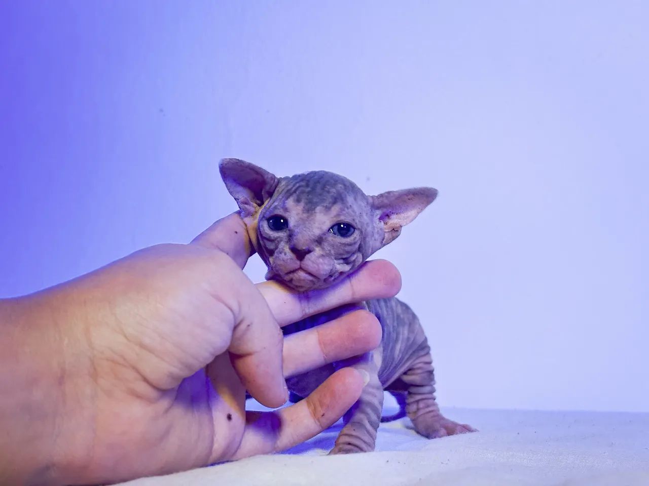 Sphynx - gato sem pêlo - Foto 2