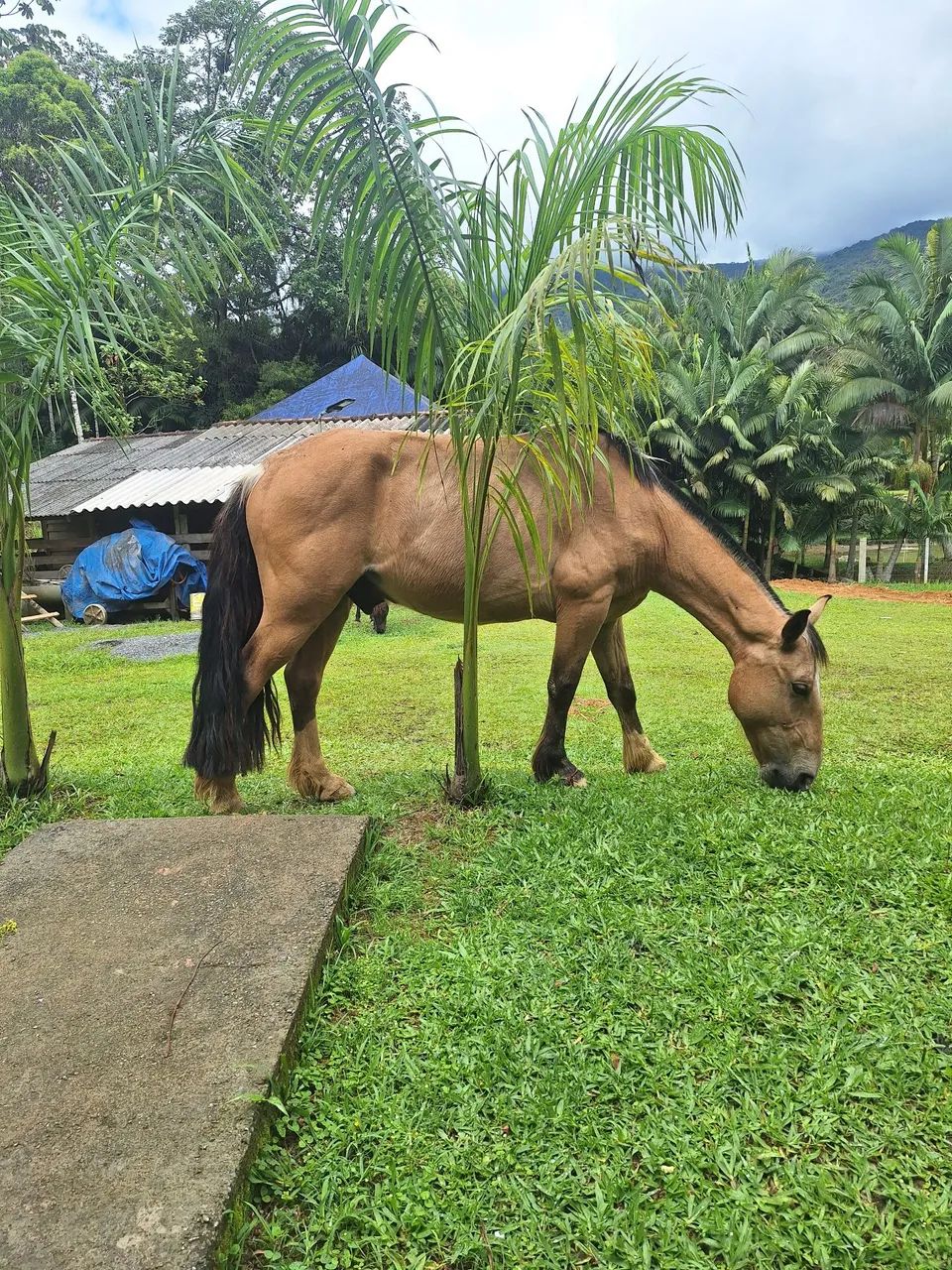 Vendo cavalo crioulo e um pônei  - Foto 2