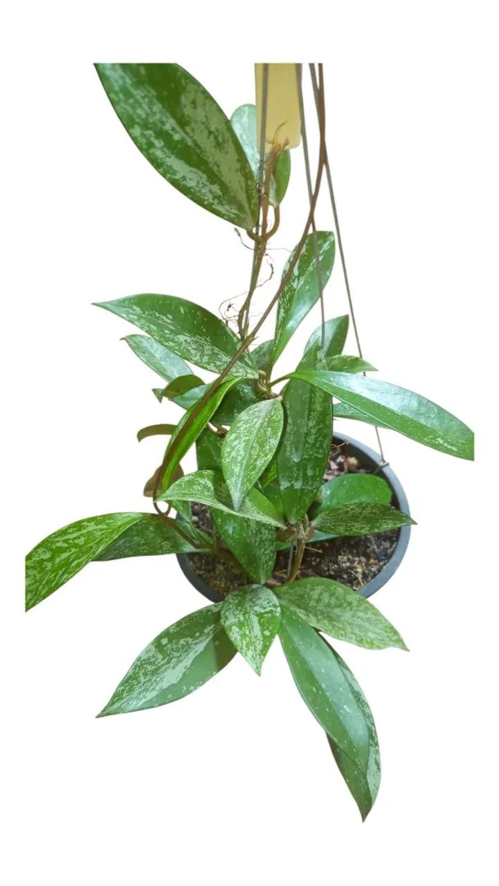 Flor de cera negra - Foto 2