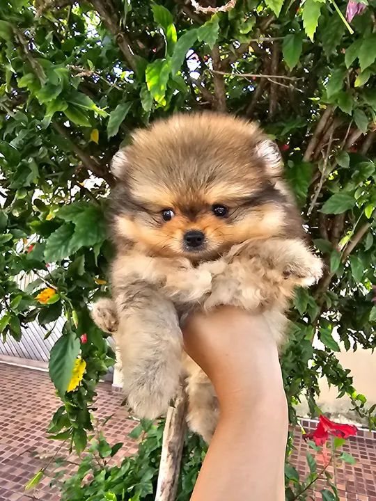 Spitz alemão (Lulu da Pomerânia) - Foto 3