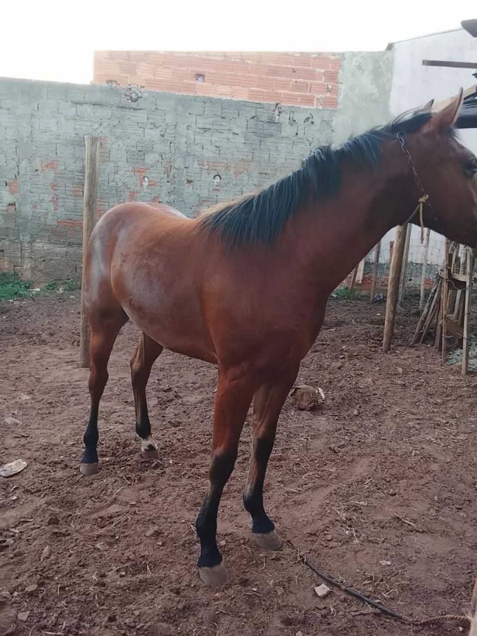 Vendo potro quaarto de milha - Foto 2