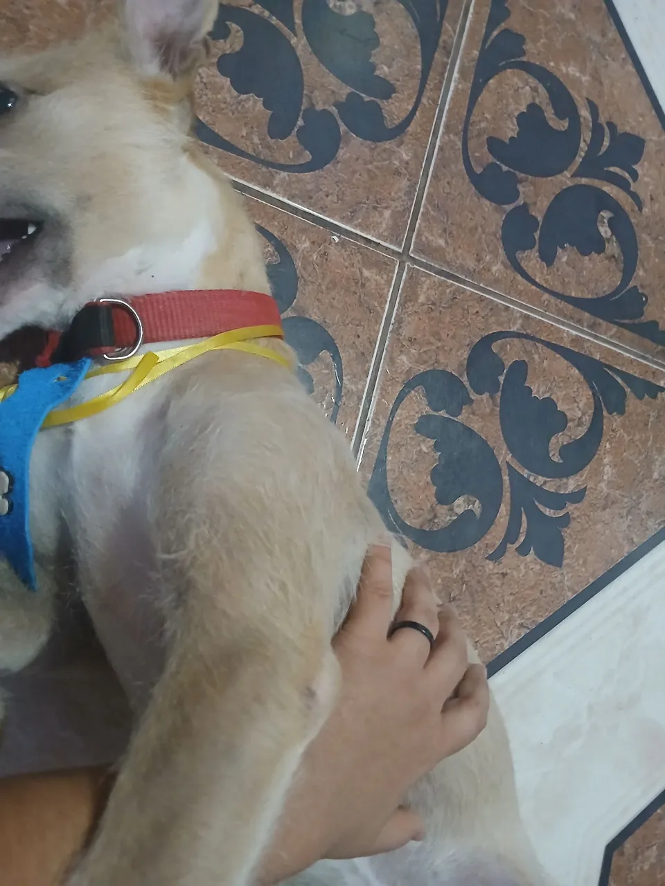 Doando esse cachorro 