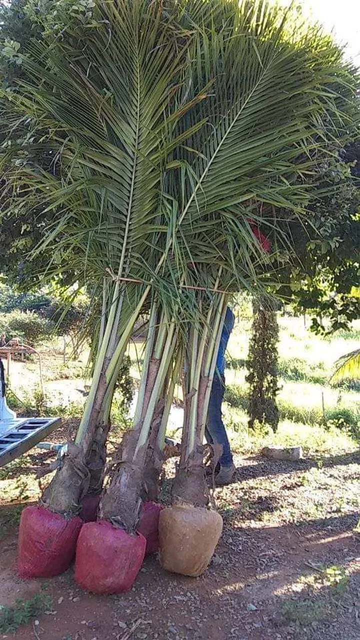 Coco porte adulto
